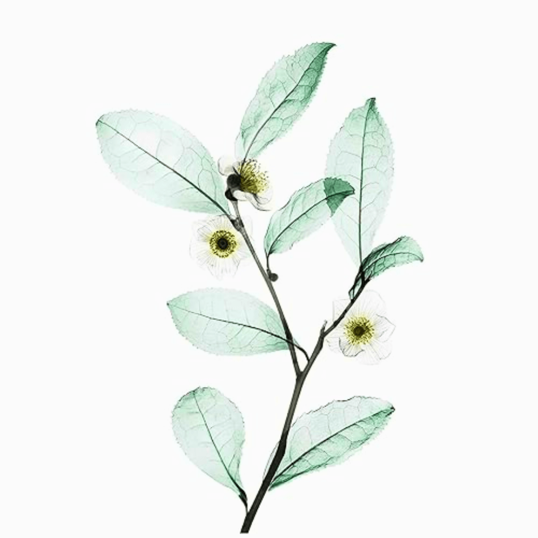 NEXXUS_Diametress Luscious Volumizing Shampoo_Cosmetic World